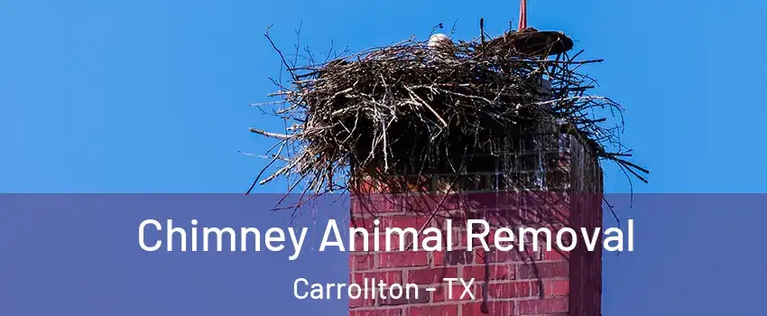 Chimney Animal Removal Carrollton - TX