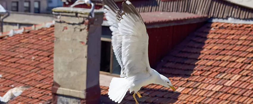 Residential Chimney Animal Removal Solution in Carrollton, TX