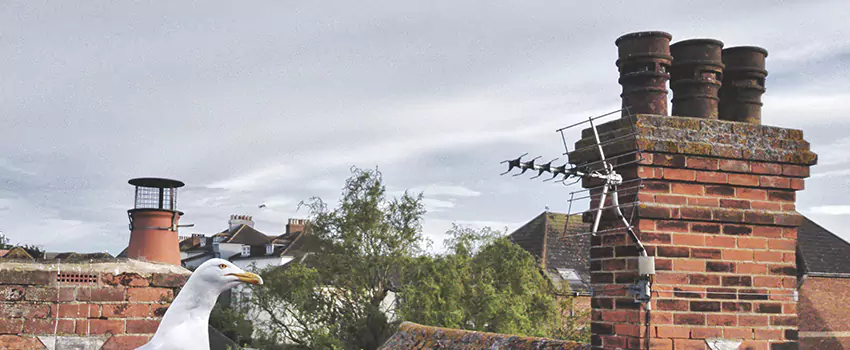 Chimney Cleaning And Restoration in Carrollton, Texas